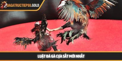 Luật đá gà cựa sắt cùng các quy tắc thi đấu chuyên nghiệp mang lại một môi trường giải trí công bằng cho mọi thành viên đam mê bộ môn này. Việc nắm vững các quy định giúp hội viên tự tin hơn khi đưa ra những quyết định chính xác tại các đấu trường lớn. Trang Đá Gà Trực Tiếp luôn cập nhật nhanh chóng các kiến thức về quy chế thi đấu và kinh nghiệm chọn chiến kê dũng mãnh. Hệ thống luật đá gà cựa sắt nền tảng tại các đấu trường lớn Tìm hiểu luật đá gà cựa sắt minh bạch Việc áp dụng luật đá gà cựa sắt giúp đảm bảo tính minh bạch và chuyên nghiệp cho từng trận đấu diễn ra tại các bồ gà danh tiếng. Hệ thống quy định này được thiết kế để bảo vệ quyền lợi của chủ kê cũng như tạo sự hào hứng cho người xem đá gà trực tiếp hôm nay. Khi các quy tắc được tuân thủ nghiêm ngặt, hội viên sẽ dễ dàng đánh giá được năng lực thực tế của các chiến kê trên sân. Nền tảng luôn khuyến khích thành viên tìm hiểu kỹ các tiêu chuẩn về cân nặng và cựa để có cái nhìn tổng quan nhất. Sự rõ ràng trong khâu tổ chức giúp nâng cao uy tín của các giải đấu lớn như Trực tiếp đá gà Thomo hay các đấu trường quốc tế khác. Những quy định này không chỉ là rào cản kỹ thuật mà còn là bệ phóng giúp các chiến kê tỏa sáng rực rỡ dưới sự chứng kiến của đông đảo người hâm mộ. Để hiểu rõ hơn về cách thức vận hành, chúng ta sẽ đi sâu vào từng khía cạnh chi tiết của các quy định hiện hành. Những tiêu chuẩn này được áp dụng đồng bộ để tạo nên những màn trình diễn kịch tính và đầy sức thuyết phục. Quy trình kiểm tra cân nặng và trang bị vũ khí Trước khi trận đấu bắt đầu, các trọng tài sẽ tiến hành cân đo trọng lượng của từng chiến kê để đảm bảo sự tương đồng. Theo luật đá gà cựa sắt, những cá thể có sự chênh lệch cân nặng quá lớn sẽ không được phép thi đấu cùng nhau nhằm giữ vững sự công bằng. Việc trang bị cựa sắt cũng phải tuân thủ kích thước và độ sắc bén quy định để bảo vệ tính nhân văn trong thể thao. Các thành viên có thể tham khảo thêm tại https://www.blazing-amber.nl/ để nắm bắt các thông số kỹ thuật mới nhất về trang bị cho gà nòi. Quy định về thời gian thi đấu và các hiệp đấu Mỗi trận đấu thường được chia thành nhiều hiệp, mỗi hiệp có thời gian kéo dài khoảng mười lăm phút tùy theo quy định của ban tổ chức. Giữa các hiệp đấu, chiến kê sẽ có thời gian nghỉ ngơi để được nài gà chăm sóc và hồi phục thể lực nhanh chóng. Luật đá gà cựa sắt quy định rất rõ về số phút nghỉ ngơi nhằm đảm bảo sức khỏe tốt nhất cho các đấu sĩ trước khi tiếp tục. Sự sắp xếp thời gian khoa học giúp trận đấu duy trì được nhịp độ căng thẳng nhưng vẫn rất chuyên nghiệp và hấp dẫn. Vai trò quan trọng của trọng tài điều hành trận đấu Trọng tài là người có quyền quyết định cao nhất trên sân và luôn giám sát chặt chẽ mọi hành động của hai chiến kê cũng như người nài. Họ có nhiệm vụ thực thi luật đá gà cựa sắt một cách công tâm để đảm bảo không có bất kỳ hành vi gian lận nào xảy ra. Khi có tình huống tranh chấp hoặc gà bị dính cựa, trọng tài sẽ ra hiệu tạm dừng để xử lý kịp thời và chính xác nhất. Sự hiện diện của những người cầm cân nảy mực giúp hội viên hoàn toàn yên tâm vào kết quả cuối cùng của mỗi cuộc đối đầu. Cách thức phân định thắng thua theo luật đá gà cựa sắt hiện nay Chiến kê thi đấu tại trường gà vô cùng dũng mãnh Quy tắc phân định thắng thua vô cùng công bằng Việc xác định kết quả thắng bại trong luật đá gà cựa sắt dựa trên những tiêu chí cụ thể và rõ ràng để tránh mọi tranh cãi. Một chiến kê được tuyên bố giành chiến thắng khi đối thủ không còn khả năng tiếp tục thi đấu hoặc bỏ chạy khỏi vòng tròn quy định. Web Đá Gà Trực Tiếp ghi nhận rằng sự kiên cường của các chiến kê thường mang lại những kết quả tích cực và đầy bất ngờ cho người theo dõi. Các thành viên luôn cảm thấy hài lòng khi chứng kiến những quyết định xử lý tình huống thấu tình đạt lý từ ban tổ chức. Hệ thống luôn ưu tiên những trận đấu có sự cống hiến hết mình và tuân thủ tuyệt đối quy tắc ứng xử trên sới gà chuyên nghiệp. Khi tham gia theo dõi đá gà Thomo trực tiếp hoặc đá gà trực tiếp Campuchia, người chơi sẽ thấy sự nhất quán trong cách vận hành giải đấu. Dưới đây là bảng tóm tắt một số trường hợp phân định thắng thua phổ biến: Trường hợp Kết quả theo quy định Một trong hai con bị chết hoặc gục tại chỗ Con còn lại giành chiến thắng Chiến kê bỏ chạy hoặc không tấn công trong thời gian quy định Bị xử thua theo luật hiện hành Cả hai con cùng không thể thi đấu sau khi trọng tài kiểm tra Kết quả hòa được ghi nhận Chủ kê vi phạm quy định về trang bị hoặc hành vi Bị truất ngay quyền thi đấu tức thì Việc nắm lòng luật đá gà cựa sắt giúp hội viên nâng cao trải nghiệm và đưa ra những dự đoán chính xác hơn khi theo dõi đá gà trực tiếp. Sự minh bạch trong luật chơi chính là nền tảng vững chắc để xây dựng một cộng đồng đam mê bền vững và uy tín. Luật đá gà cựa sắt luôn là kim chỉ nam giúp duy trì sự chuyên nghiệp và minh bạch cho mọi trận đấu đỉnh cao trên toàn thế giới. Hội viên tuân thủ đúng các nguyên tắc này sẽ bảo vệ được quyền lợi và nâng cao cơ hội nhận thưởng lớn từ hệ thống giải trí uy tín. Web Đá Gà Trực Tiếp cam kết đồng hành cùng người chơi để xây dựng một cộng đồng giải trí lành mạnh và bền vững nhất trong tương lai.